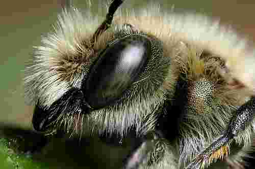 Image of a mortar bee.