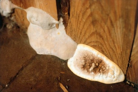 Image of dry rot fruiting body.