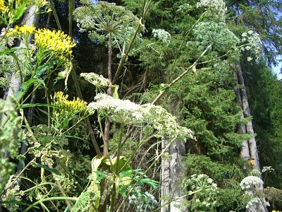 Image of Giant Hogweed plants.