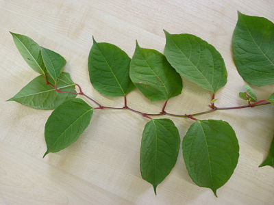 Image of Knotweed leaves.