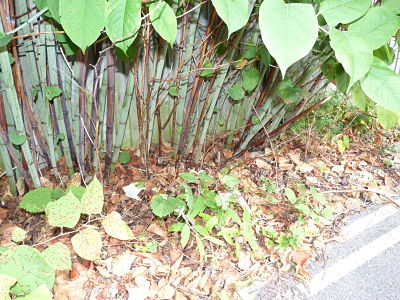 Image of Knotweed stems.