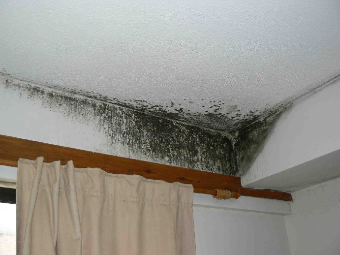 Image of mould growing on a ceiling.