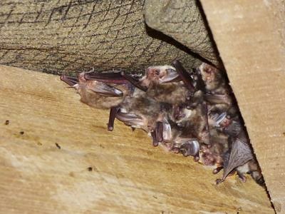 Image of bats roosting in a roof.