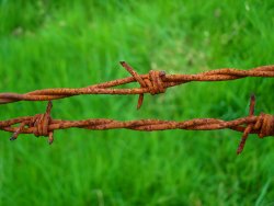 image of barbed wire.